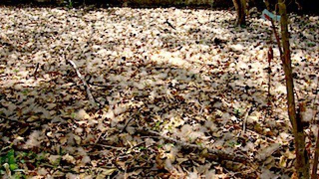 fibra_de_frutos_de_ceiba_.jpg